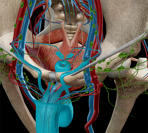 Male genitourinary system pelvic anatomy model Prostate Male genitalia